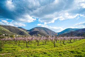 Domenico Piccoli | Alberi in fiore | Sant'Agata dei Goti