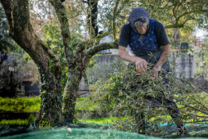 Guido Ansaldi | La raccolta delle olive | Morcone