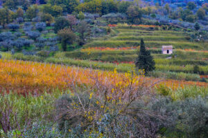 Domenico Piccoli | Paesaggio autunnale | Sant'Agata dei Goti